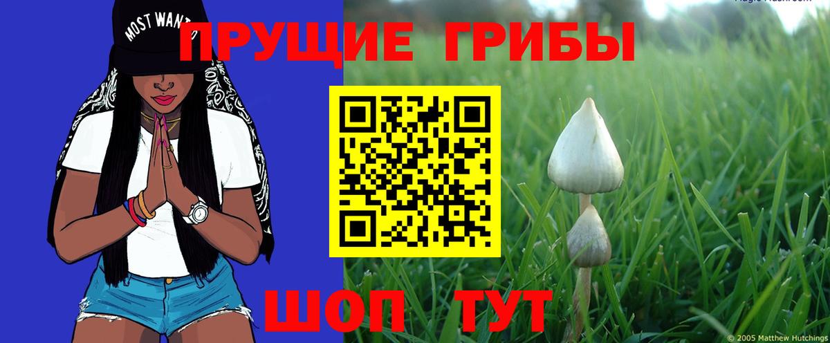Галлюциногенные грибы GOLDEN TEACHER  Вход с VPN  Псилоцибиновые грибы Psilocybe  Вольск 
